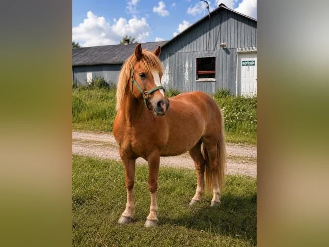 Jument Haflinger