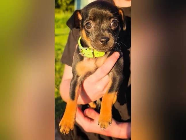 Miniature pinscher x Chihuahua thumbnail 4