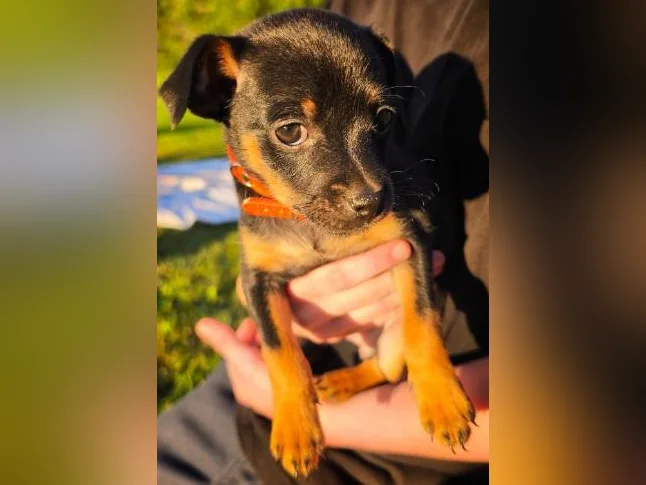 Miniature pinscher x Chihuahua thumbnail 2