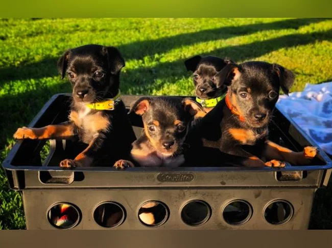 Miniature pinscher x Chihuahua