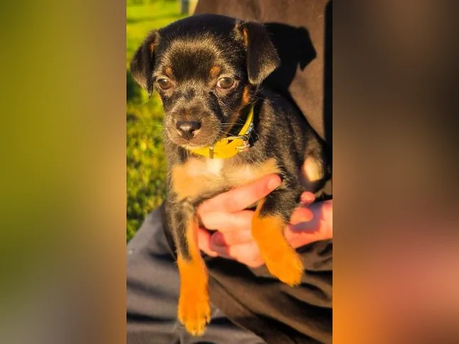 Miniature pinscher x Chihuahua thumbnail 3