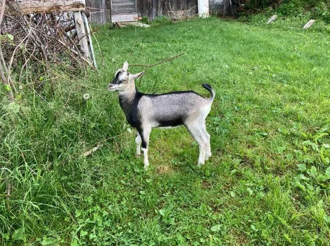 chevreaux a vendre , de race alpine.