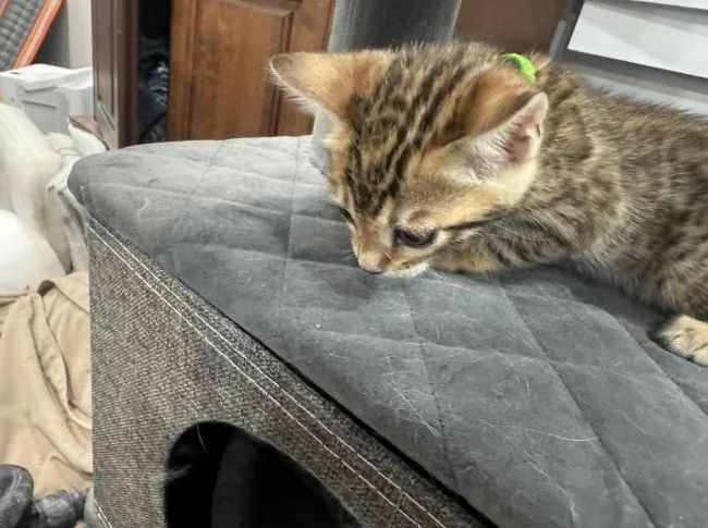 Bengal purebred vaccine et verifumage thumbnail 8