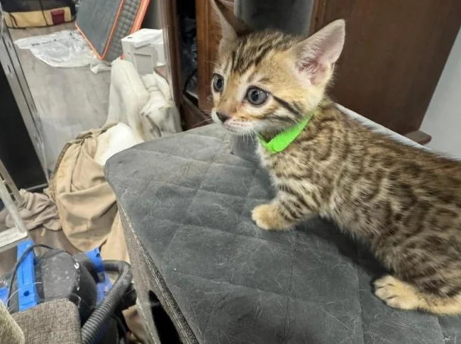 Bengal purebred vaccine et verifumage thumbnail 4
