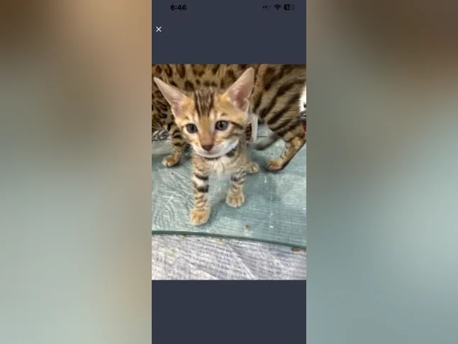 Bengal purebred vaccine et verifumage