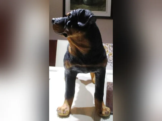 Ce n'est pas un vraie chien, il est en résine, il est grandeur nature, Devant une porte il fait figure de sécurité thumbnail 3