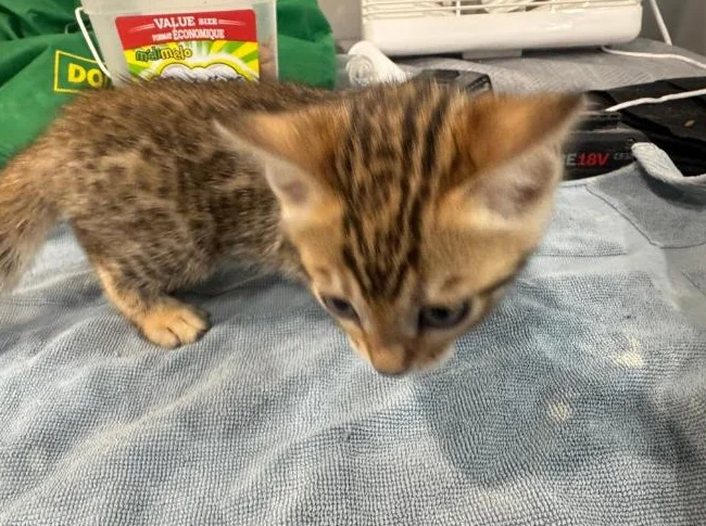 Bengals purebred thumbnail 9