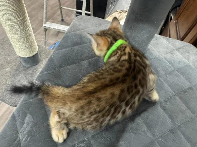 Bengals purebred thumbnail 10