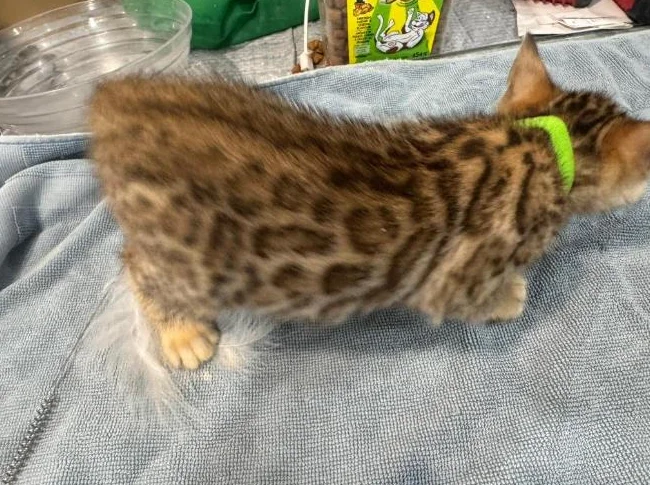 Bengals purebred thumbnail 2