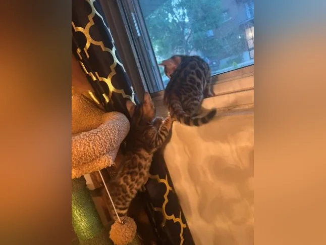 Bengal Brown and black thumbnail 9