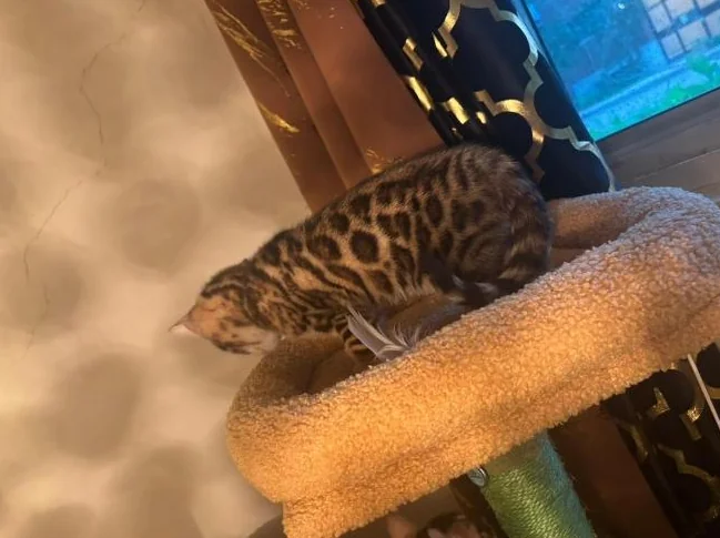Bengal Brown and black thumbnail 4