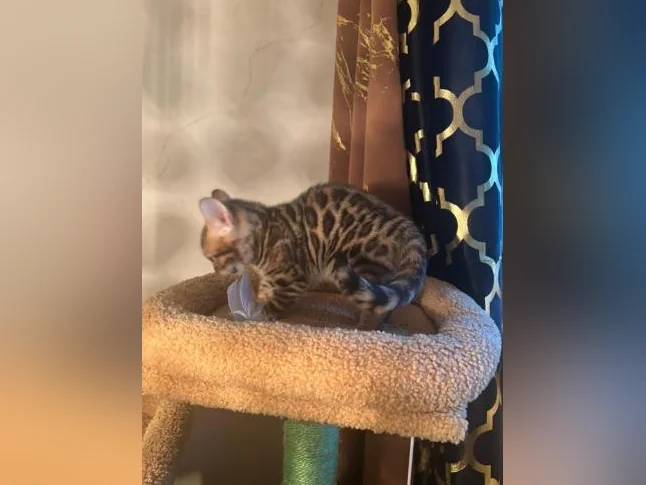 Bengal Brown and black thumbnail 7