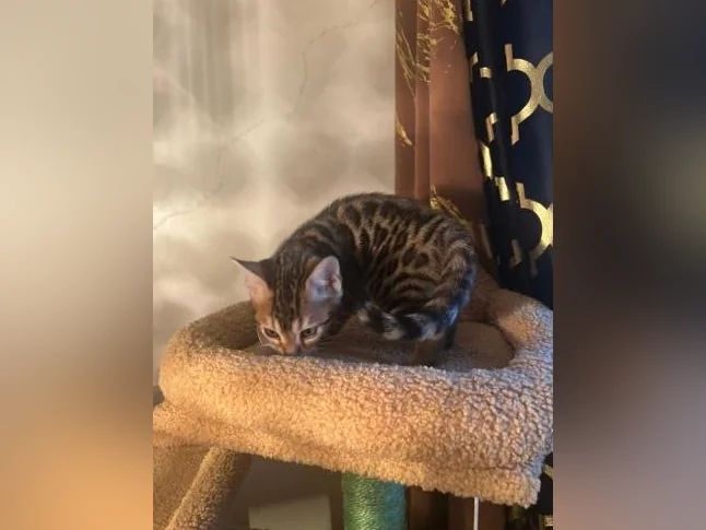 Bengal Brown and black thumbnail 3