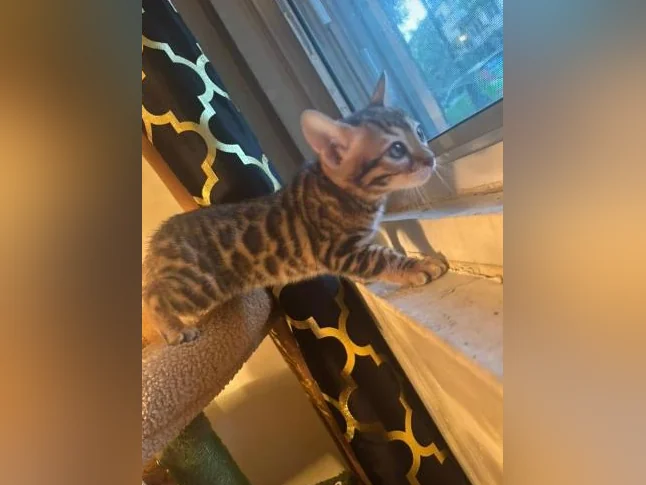 Bengal Brown and black thumbnail 6