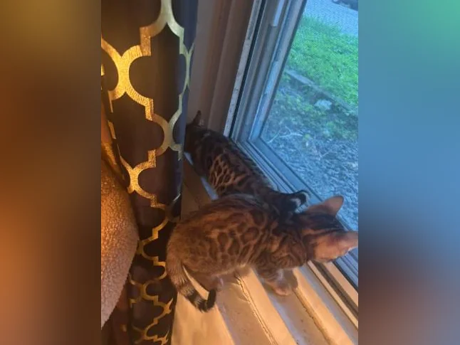 Bengal Brown and black thumbnail 8