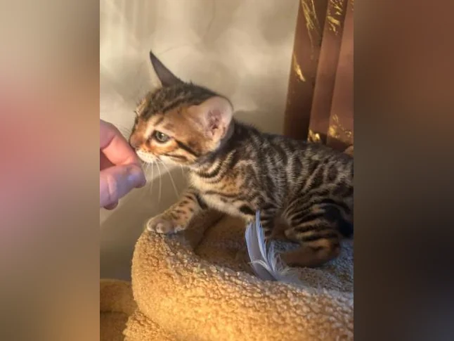 Bengal Brown and black thumbnail 5