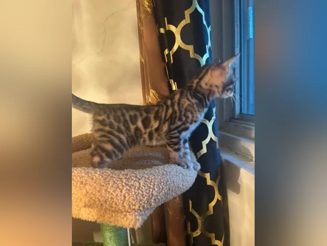 Bengal Brown and black