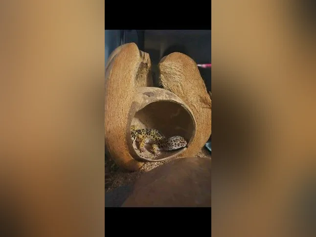 Geko femelle 3 ans avec terrarium inclus