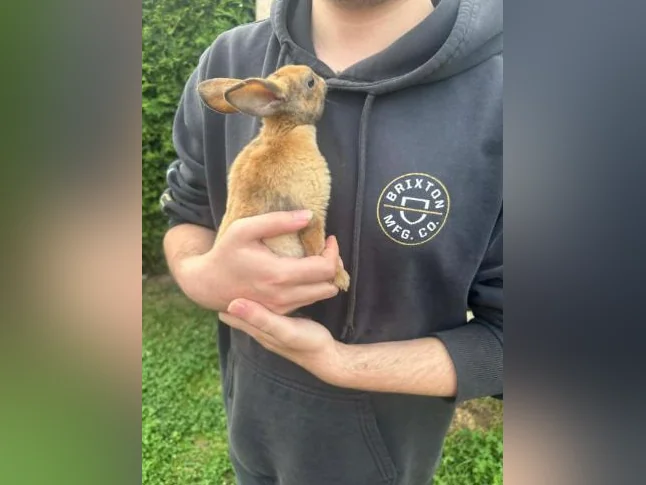 Vente de petit lapins de 9 semaines thumbnail 3