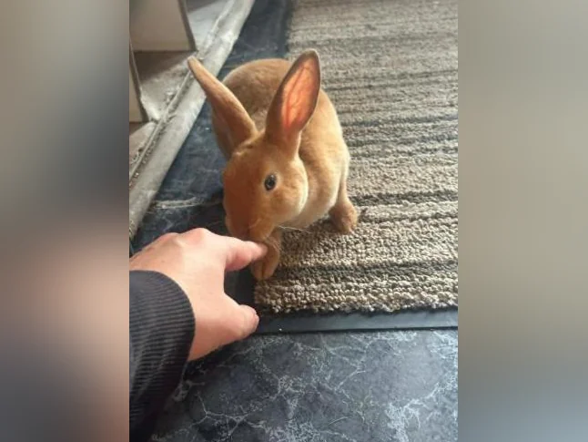 Vente de petit lapins de 9 semaines