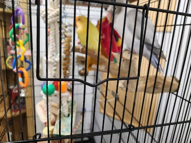 Couple Lovebirds à vendre
