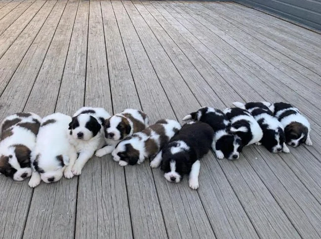 Terre-neuve X St-Bernard