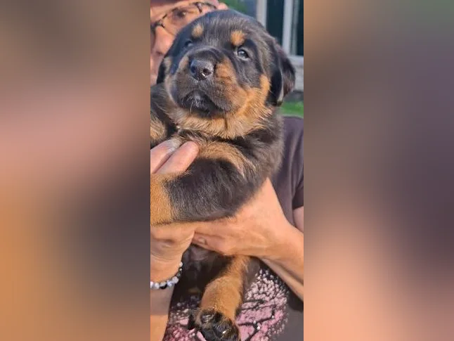 3 Belles (une en attente) 2 femelles Rottweiler a vendre. thumbnail 7