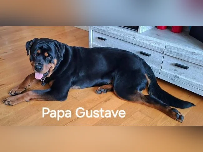3 Belles (une en attente) 2 femelles Rottweiler a vendre. thumbnail 5