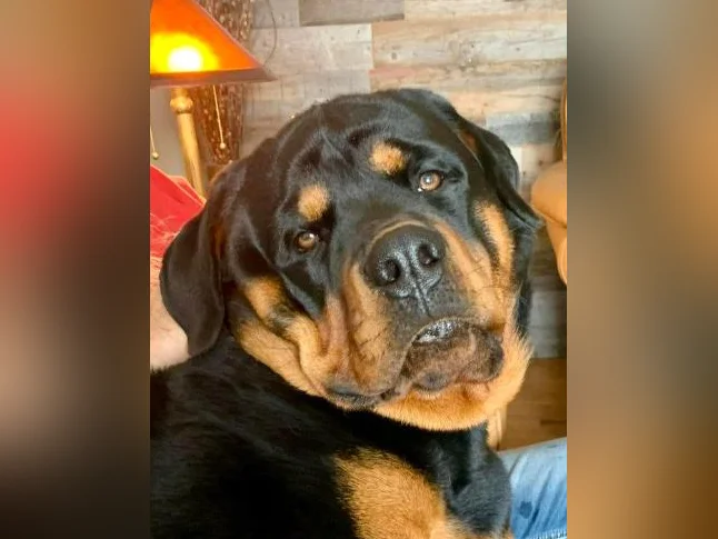 3 Belles (une en attente) 2 femelles Rottweiler a vendre. thumbnail 8