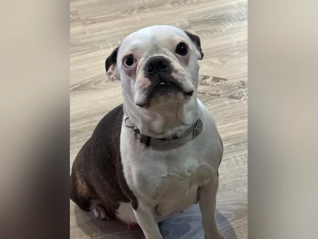 Chiots Boston terrier pure race thumbnail 4
