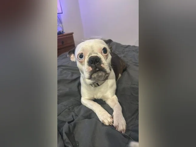 Chiots Boston terrier pure race