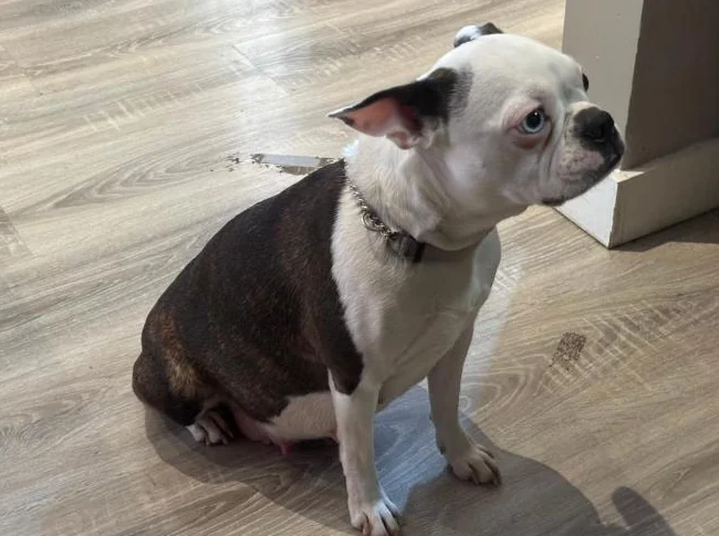 Chiots Boston terrier pure race thumbnail 5
