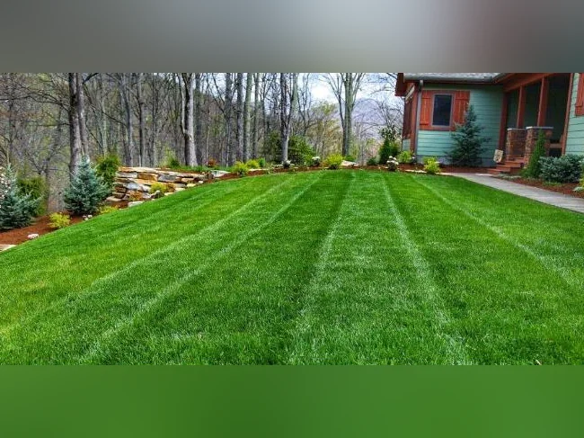 Affordable Landscaping and Car Washing thumbnail 2