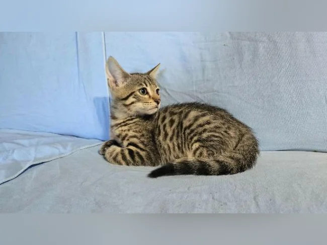 mâle chaton tabby/bengal vermifugé thumbnail 4