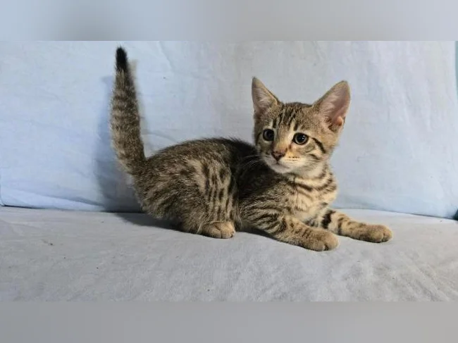 mâle chaton tabby/bengal vermifugé thumbnail 2