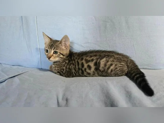mâle chaton tabby/bengal vermifugé