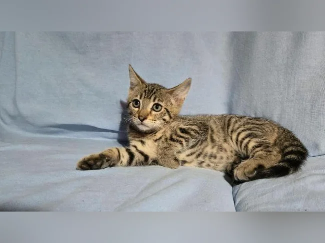 mâle chaton tabby/bengal vermifugé thumbnail 3