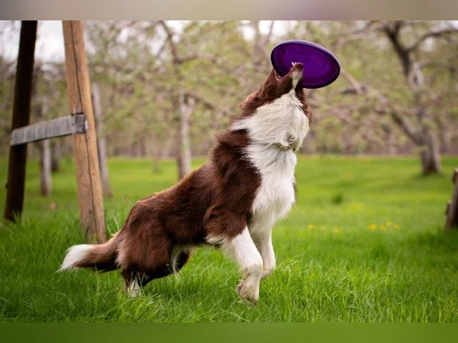 Chiots border collie CBCA thumbnail 6