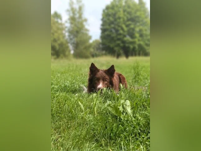 Chiots border collie CBCA thumbnail 4