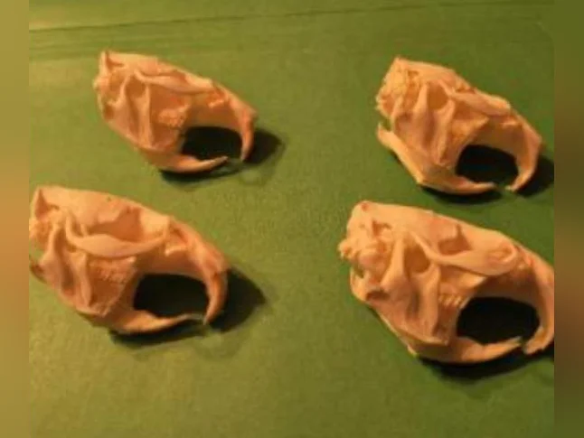 Crânes de rats musqués blanchits