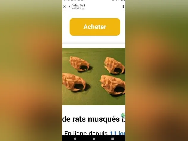 Crânes de rats musqués blanchits thumbnail 2