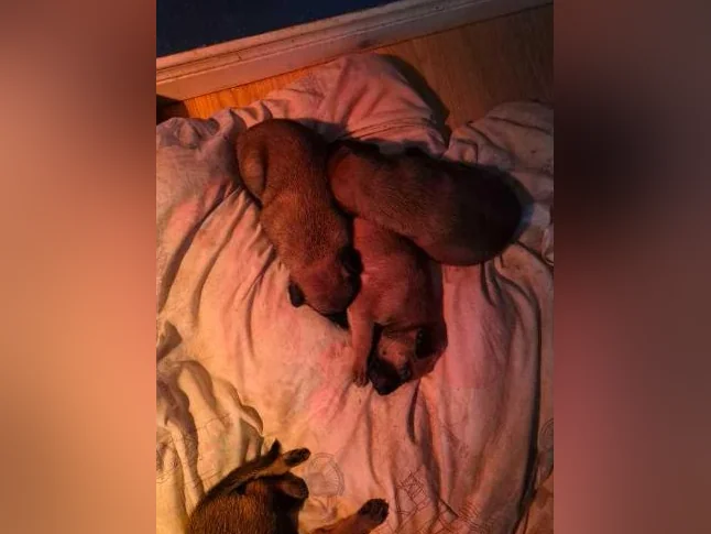 Berger Malinois thumbnail 8