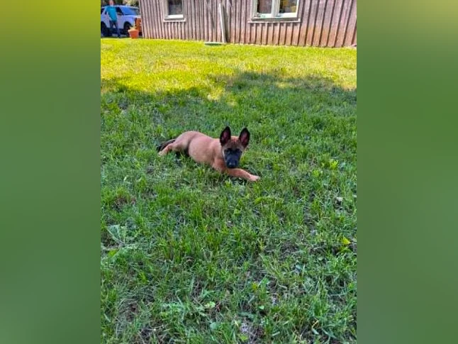 Berger Malinois thumbnail 6