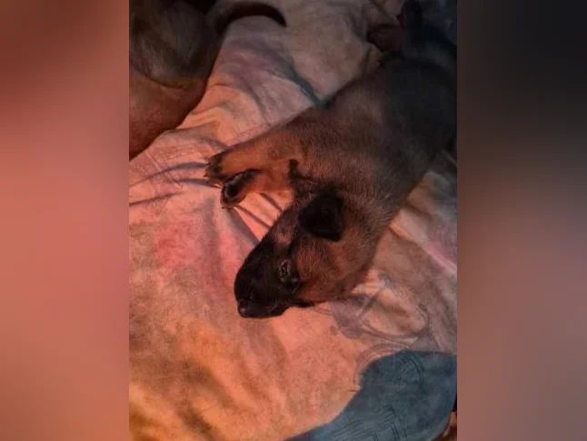 Berger Malinois thumbnail 9