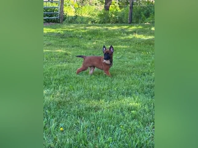 Berger Malinois