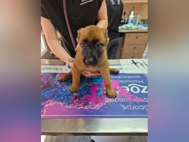 Berger Malinois thumbnail 7