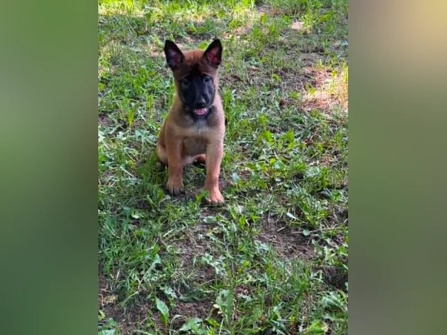 Berger Malinois thumbnail 5