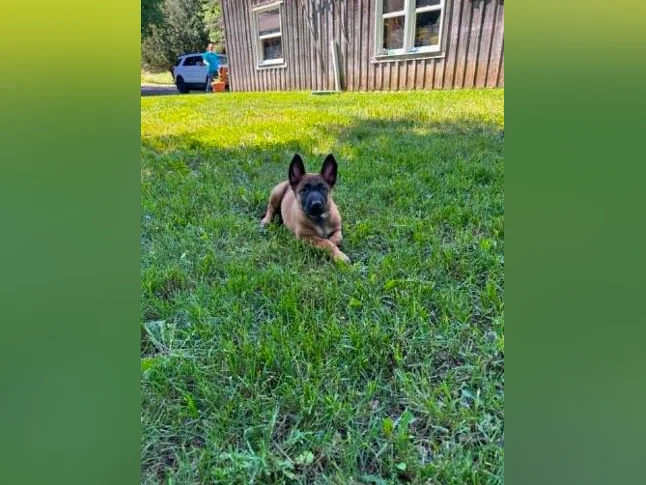 Berger Malinois thumbnail 4