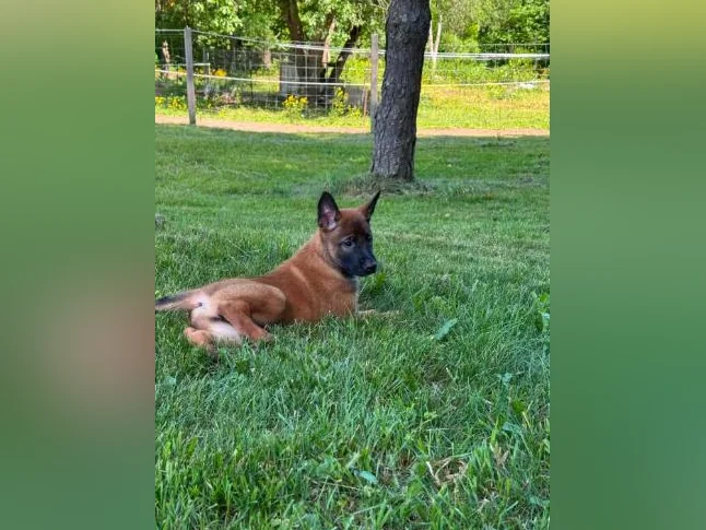 Berger Malinois thumbnail 2