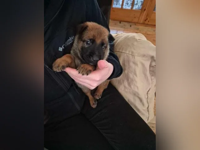 Berger Malinois thumbnail 10